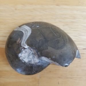 #1128 NWOT Rare Collectible Nautilus Ammonite Foss